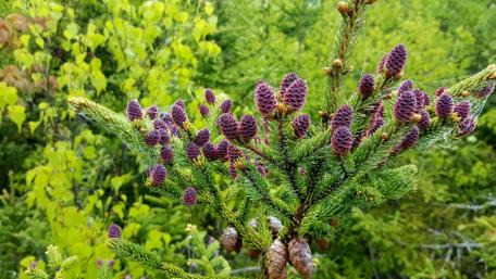 Nature's Symphony of Pine Cones and Greenery wallpaper