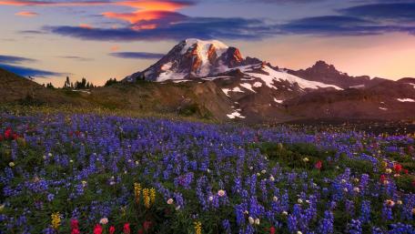 Vibrant Spring Blooms in Majestic Mountains wallpaper