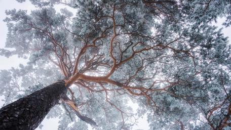Majestic Tree Beneath the Sky wallpaper