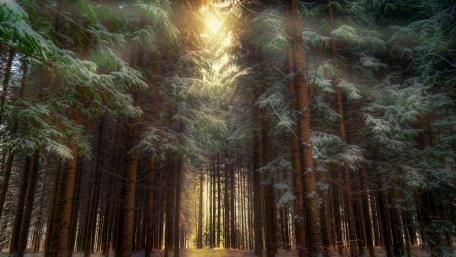 Winter Sunlight Through Evergreen Forest wallpaper