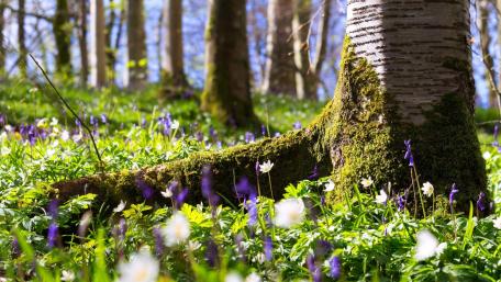 Blooming Harmony in a Spring Forest wallpaper