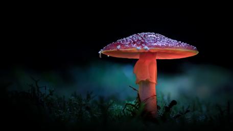 Glowing Mushroom Enchantment wallpaper