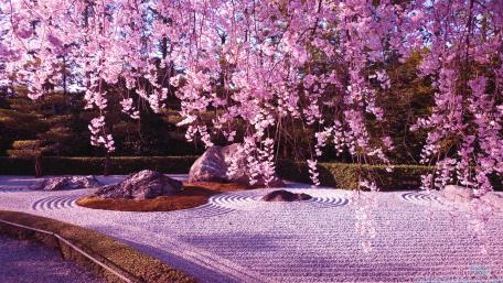 Japanese Cherry Blossom wallpaper
