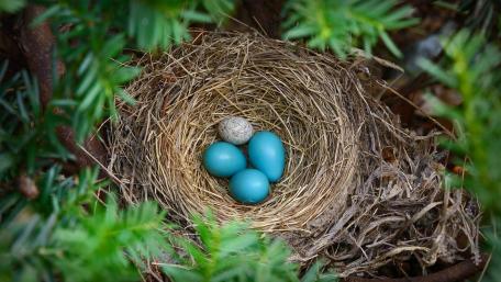 Cuckoo eggs on bird nest wallpaper