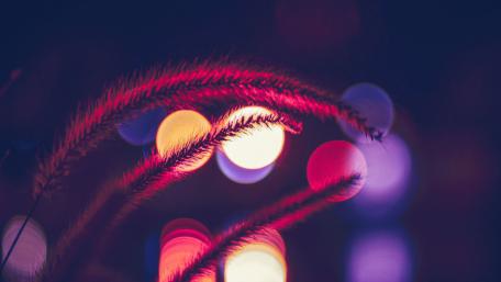 Vibrant Bokeh Flowers in a Dreamy Night Scene wallpaper