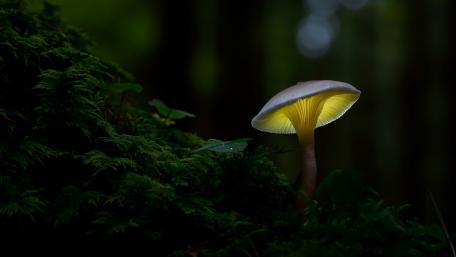 Enchanting Glow of the Forest Mushroom wallpaper