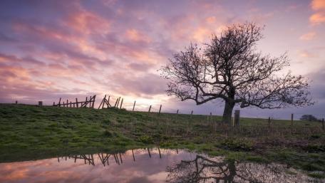 Serenity of a Lonely Tree at Dusk wallpaper