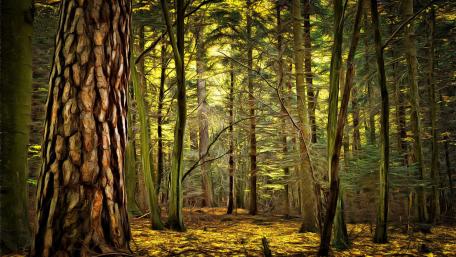 Majestic Forest Serenity wallpaper