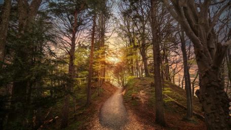 Serene Forest Pathway Awaits You wallpaper