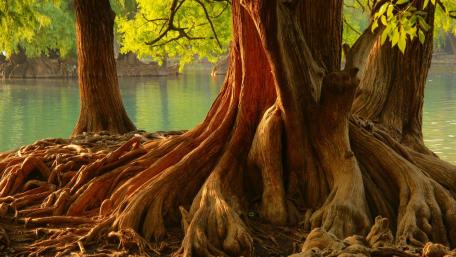 Majestic Tree Roots by the Water wallpaper