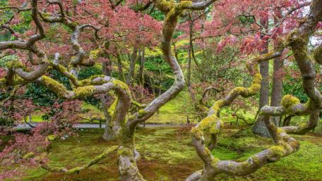 Serene Springtime in a Gnarled Forest wallpaper