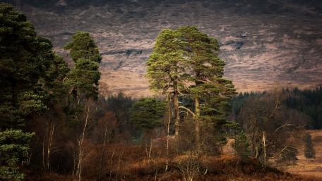 Majestic Trees Under Cloudy Skies wallpaper