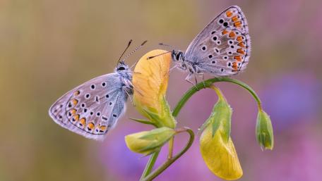 Butterflies on a Vibrant Yellow Flower wallpaper