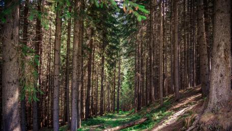 Serene Path Through a Tranquil Forest wallpaper
