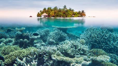 Tropical Serenity Beneath the Waves wallpaper
