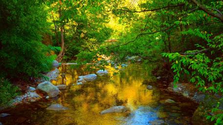 Serenity of a Forest River Scene wallpaper