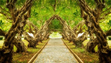 Enchanting Tree Tunnel Pathway wallpaper