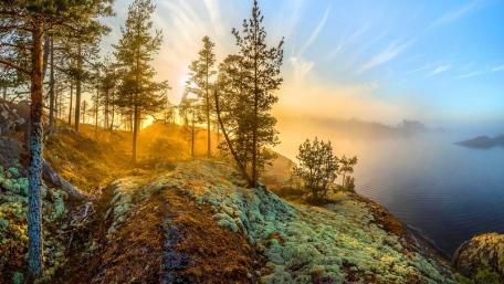 Misty Morning Serenity with Trees and Lake wallpaper