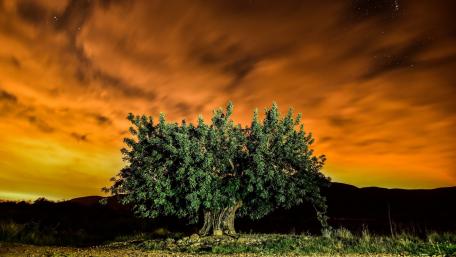 Lone Tree Against an Orange Sky wallpaper