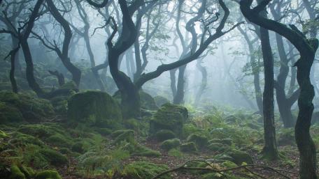 Whispers of the Misty Woodland wallpaper