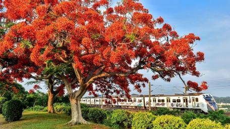 Vibrant Train Journey Through an Autumn Tree Scene wallpaper