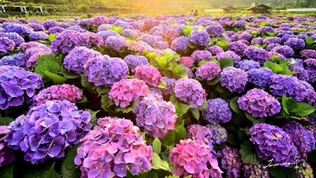 Vibrant Hydrangea Garden in Bloom wallpaper