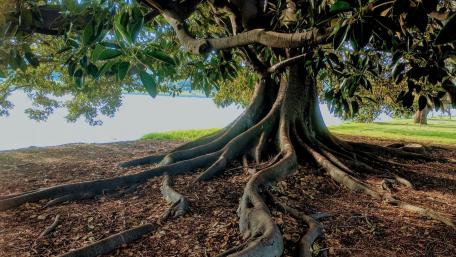 Majestic Tree with Intricate Roots in Tranquil Setting wallpaper
