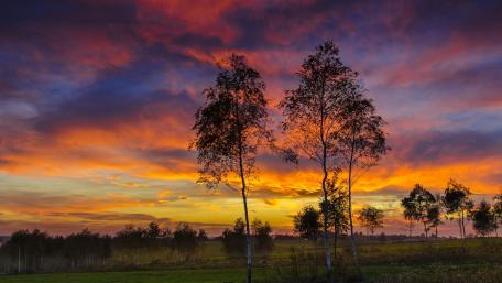 Vibrant Sunset Over Silhouetted Trees wallpaper