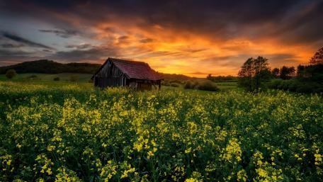 Golden Sunset Over a Rapeseed Field and Rustic Hut wallpaper