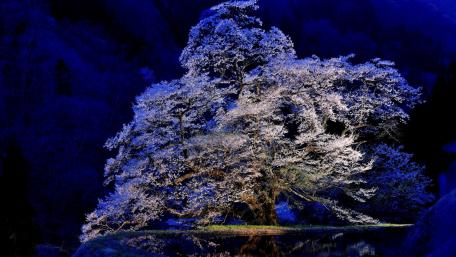 Majestic Blooming Tree Under Twilight Sky wallpaper
