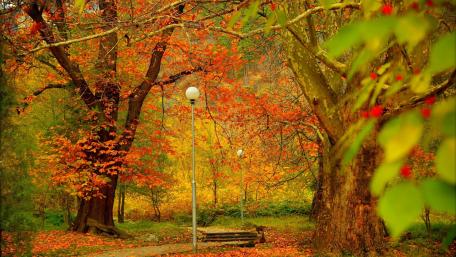 Autumn Serenity in Vibrant Colors wallpaper