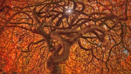 Twisted Elegance of Autumn Trees wallpaper
