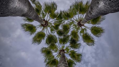 Tall Palms Reaching for the Sky wallpaper