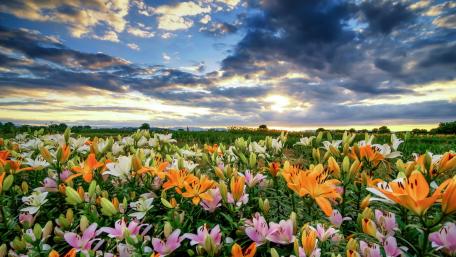 Vibrant Lily Field at Sunset wallpaper