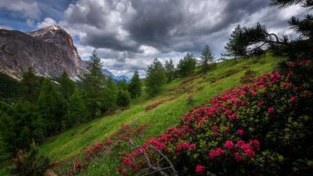 Stunning Mountain Landscape with Rhododendrons and Clouds wallpaper