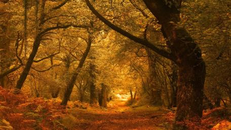 Golden Pathway Through Autumn Forest wallpaper