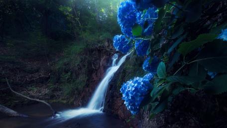 Tranquil Hydrangeas by the Waterfall wallpaper