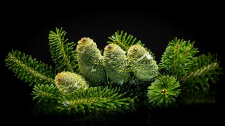 Pine Cones on Lush Greenery Decorate Your Space with Nature's Beauty wallpaper