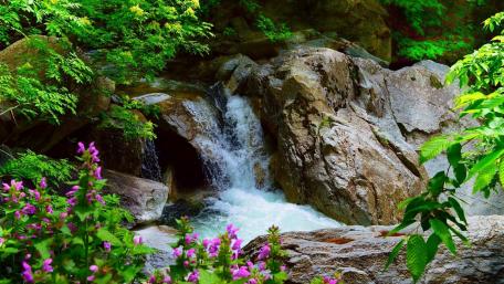 Serenity by the Flowing Creek wallpaper