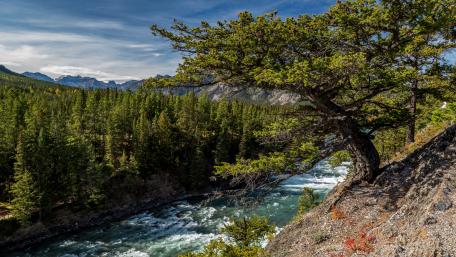 Serene Wilderness by the Riverbank wallpaper
