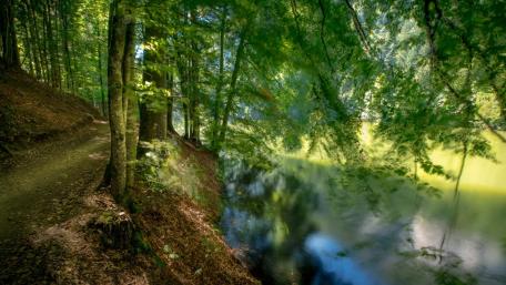Tranquil Lakeside Pathway in Nature Scene wallpaper