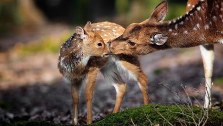 Baby deer wallpaper