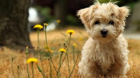 Adorable Puppy Amidst Dandelions wallpaper