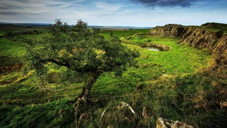 Tranquil Green Landscape with Tree and Rolling Hills wallpaper