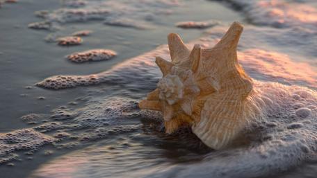 Seashell Amidst Gentle Waves wallpaper