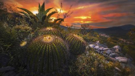 Dusk Embrace of Cacti and Afterglow Sky wallpaper