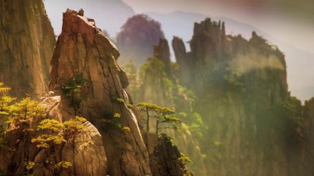 Trees on rocks wallpaper