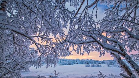 Winter Wonderland Through Snowy Branches wallpaper