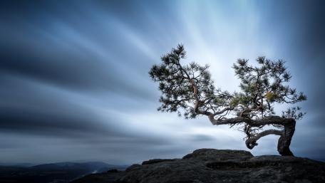 Solitary Pine Tree Under Cloudy Sky wallpaper