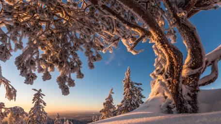 Winter Wonderland Embraced by Snowy Trees wallpaper